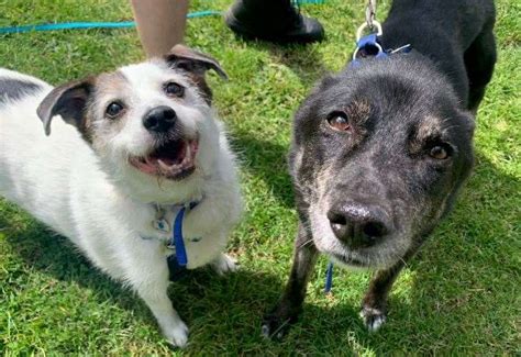 battersea dogs home old woking.
